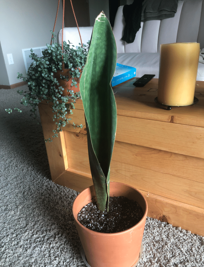 Whale fin snake plant leaves curling in red pot